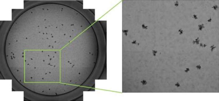 What is focus formation?