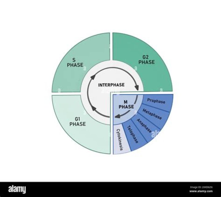 What is G1 phase of interphase?