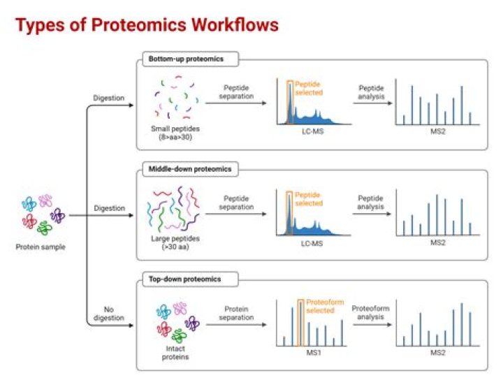 What is gel based proteomics?