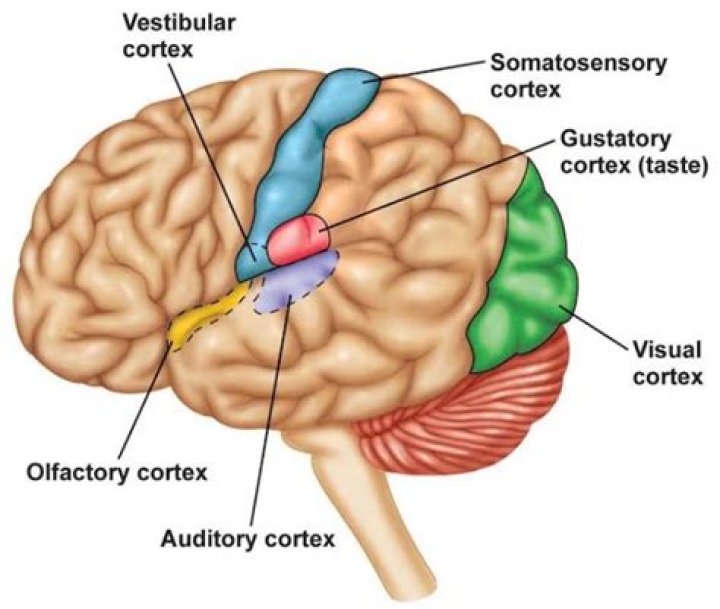 What is gustatory cortex?