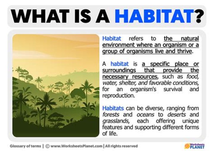 What is habitat lesson?
