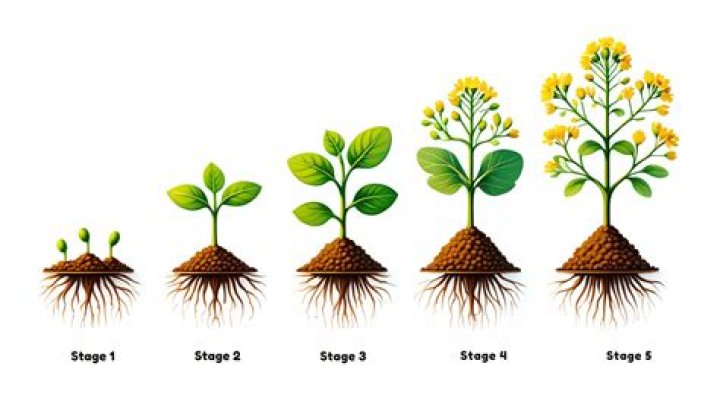 What is halhalim seed?