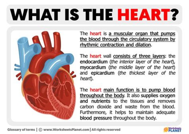 What is heart specialist called?