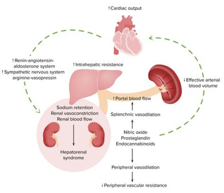 What is hepatorenal syndrome pathophysiology?