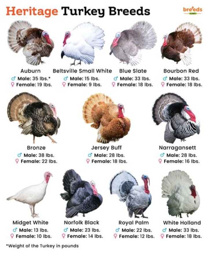 What is heritage breed turkey?