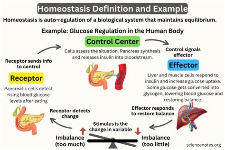 What is homeostasis solution?