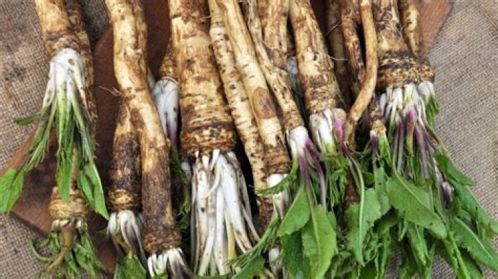 What is horseradish called in India?