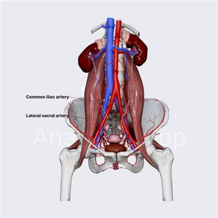 What is iliac anatomy?