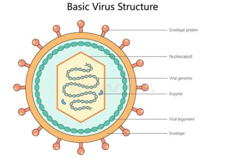 What is in the structure of a virus?