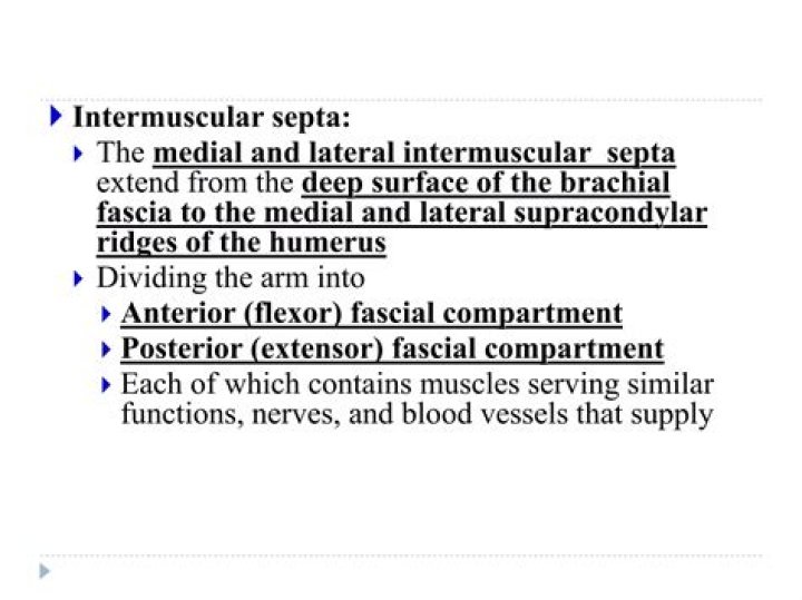 What is intermuscular septa of arm?