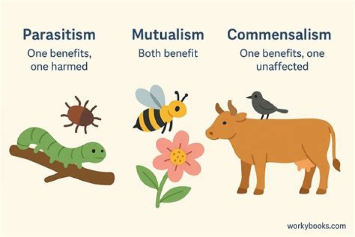 What is it called in a relationship when one organism is helped and another organism is neither helped nor hurt?