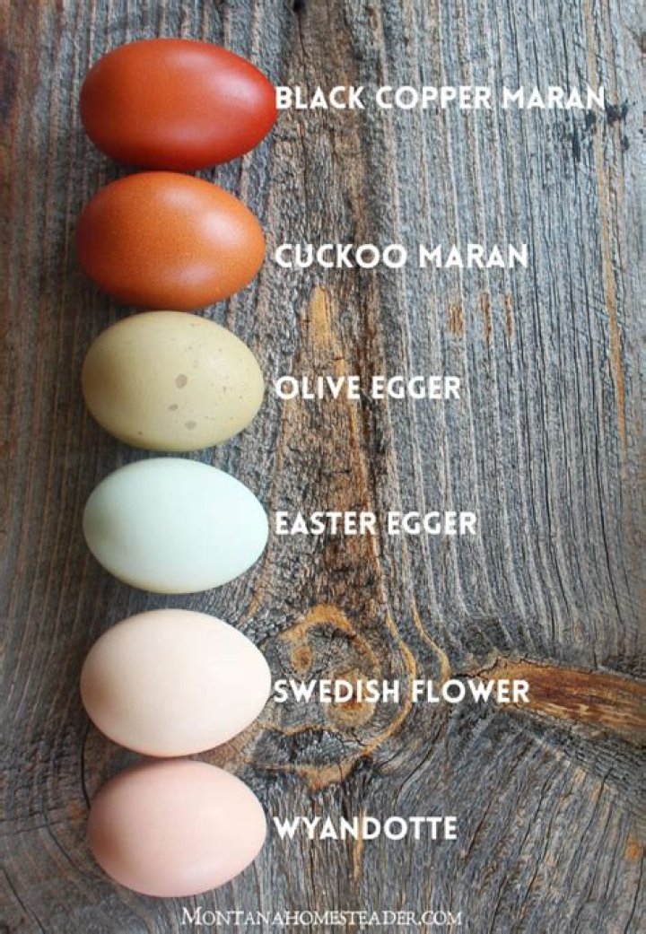 What is it called when a chicken lays an egg?