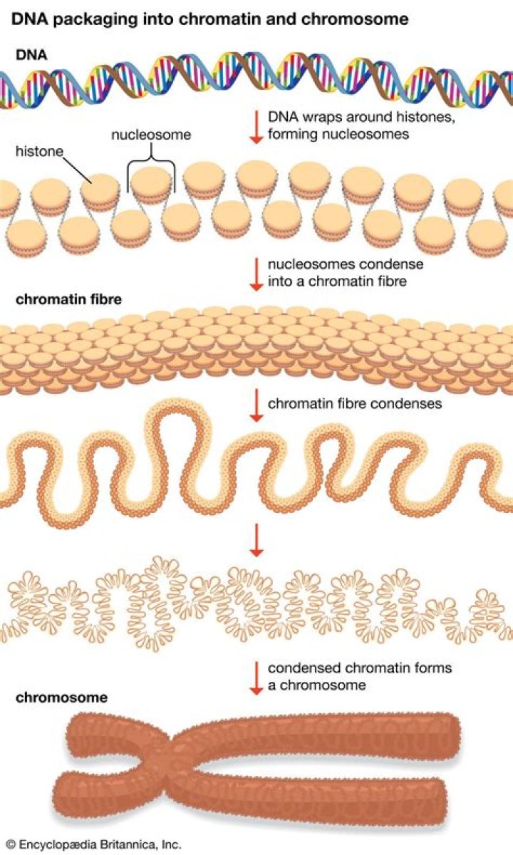 What is it called when DNA condenses?