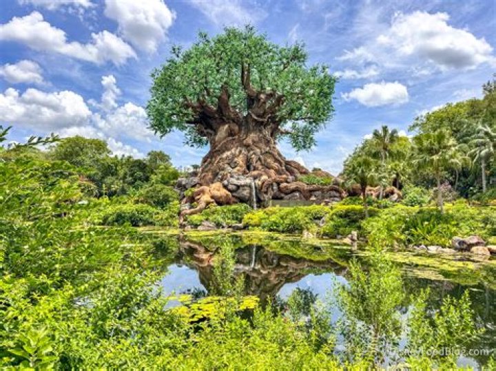 What is Khejarli tree?