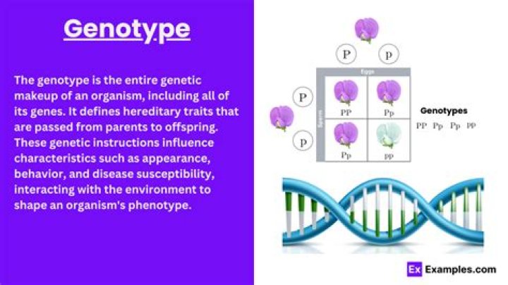 What is KIF6 genotype?