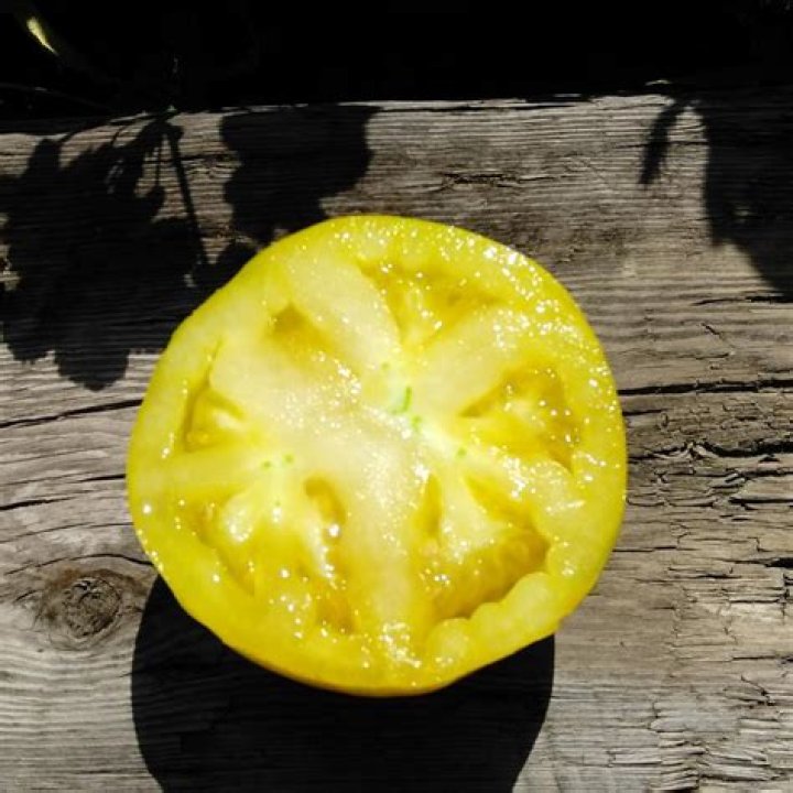 What is Lemon Boy tomato?
