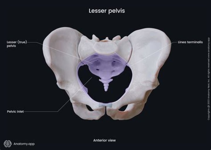 What is linea terminalis of pelvis?