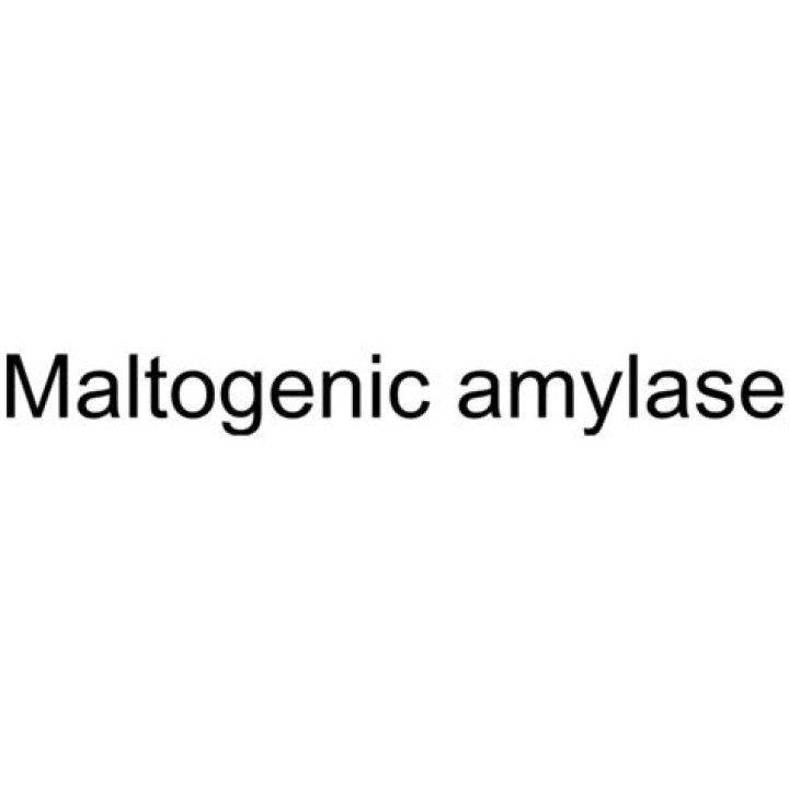 What is Maltogenic amylase?
