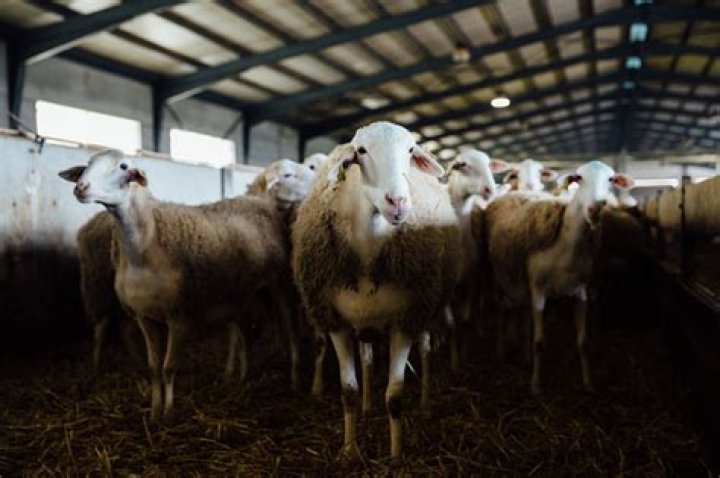 What is Manchego sheep?
