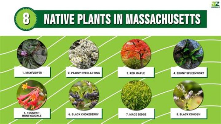 What is Massachusetts state plant?