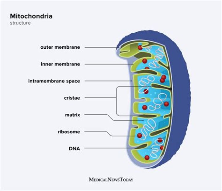 What is mitochondria in simple words?
