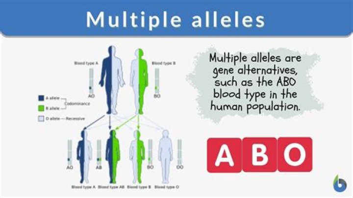 What is multiple allele?