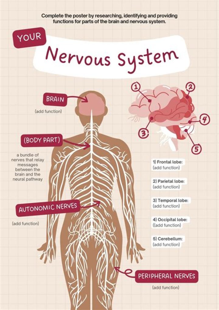 What is nervous system notes?