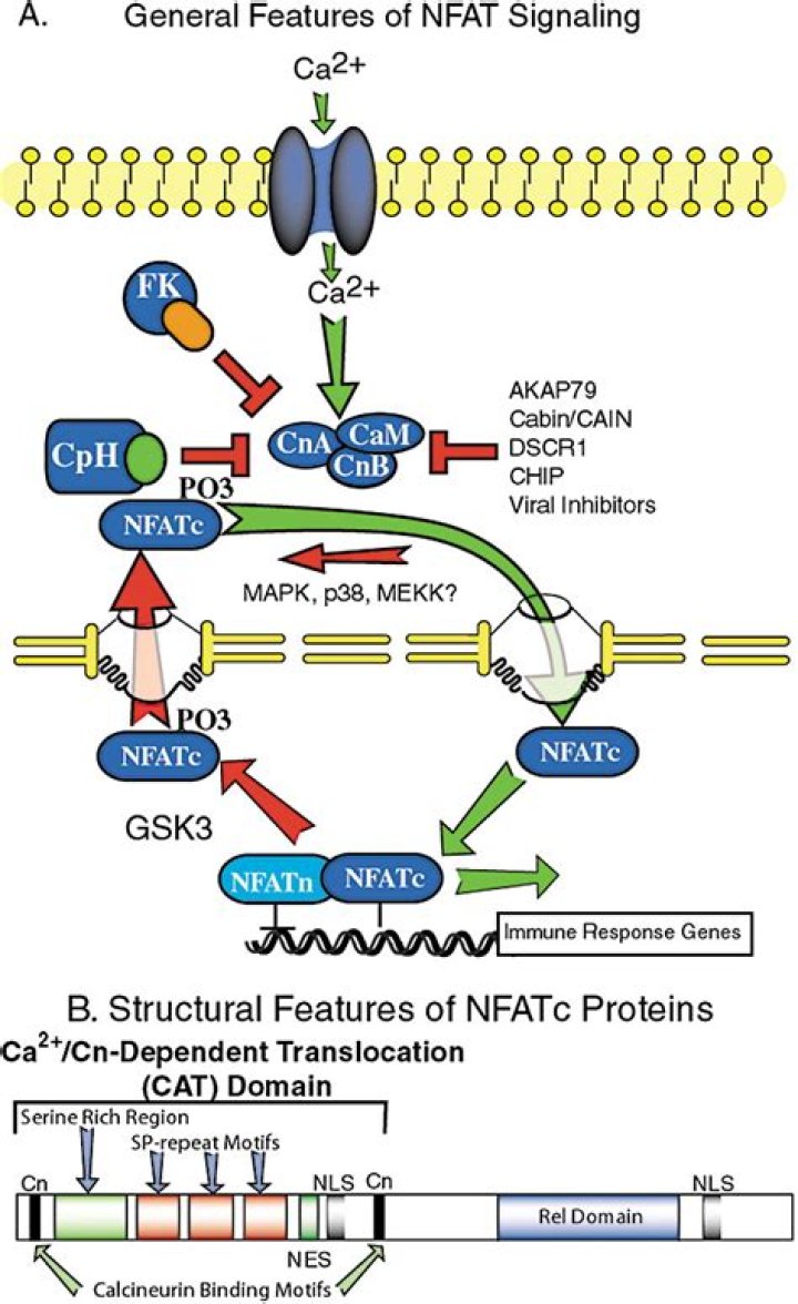 What is NFAT signaling?