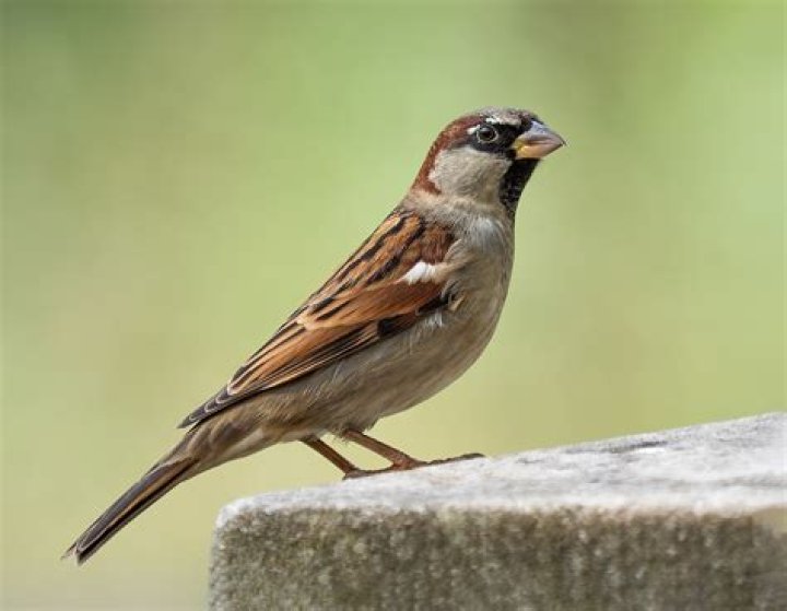 What is on Jack Sparrows jaw?