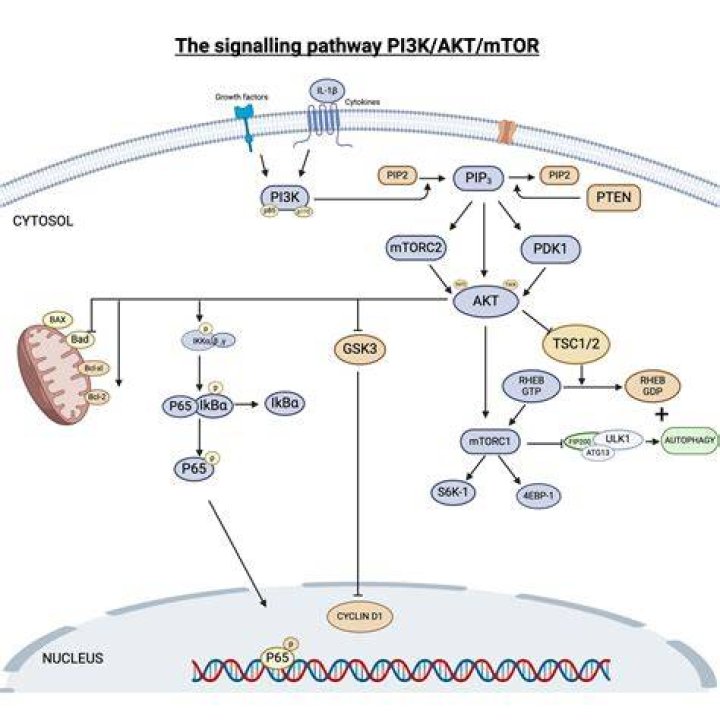 What is P p70S6K?
