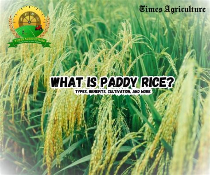What is paddy food?