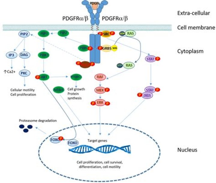 What is PDGF BB?