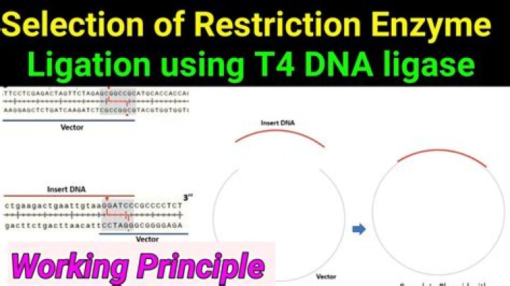 What is peptide ligation?