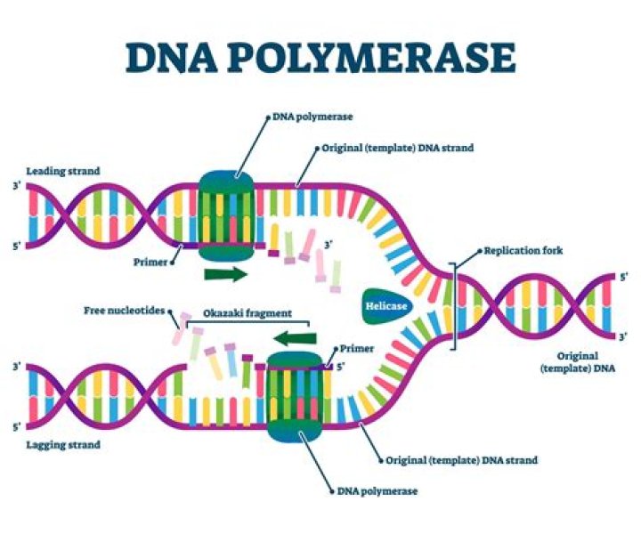 What is Pfu turbo polymerase?