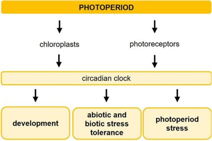 What is photoperiod sensitivity?