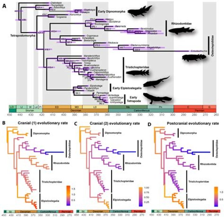 What is phylogenetic isolation?