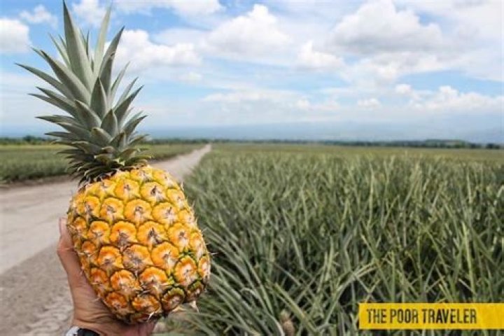 What is Polomolok known for?