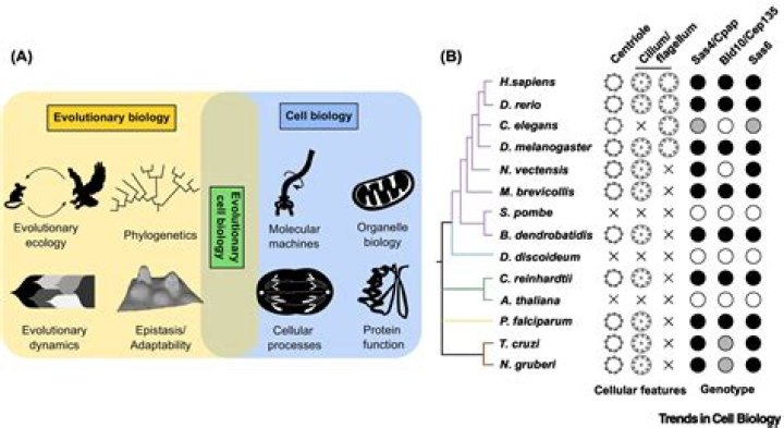What is PP1 in biology?