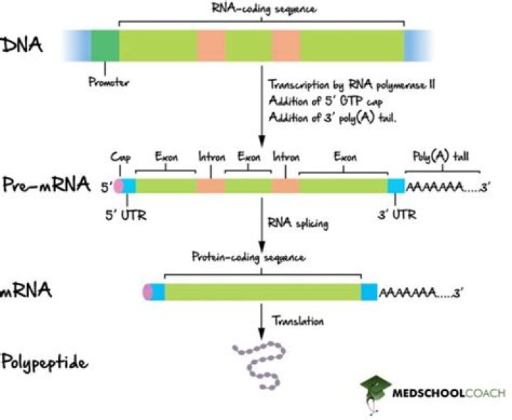 What is RNA processing in transcription?