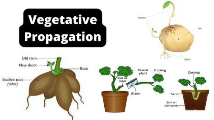 What is runner in vegetative propagation?