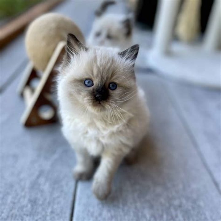 What is seal point on a cat?