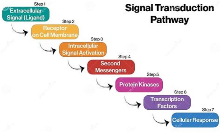 What is second messenger in signal transduction?