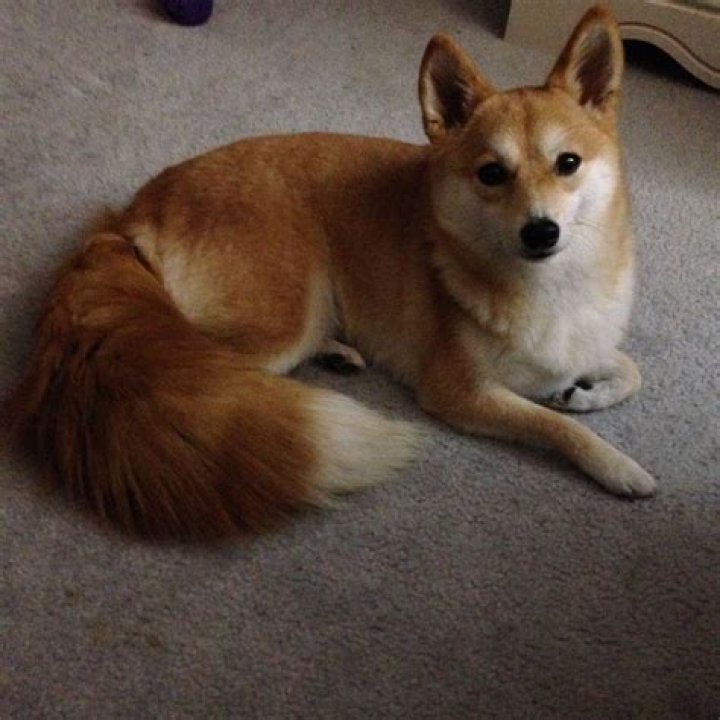 What is Shiba Inu mixed with?
