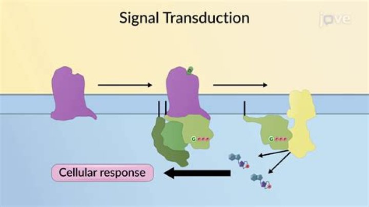 What is signal transduction mechanism?