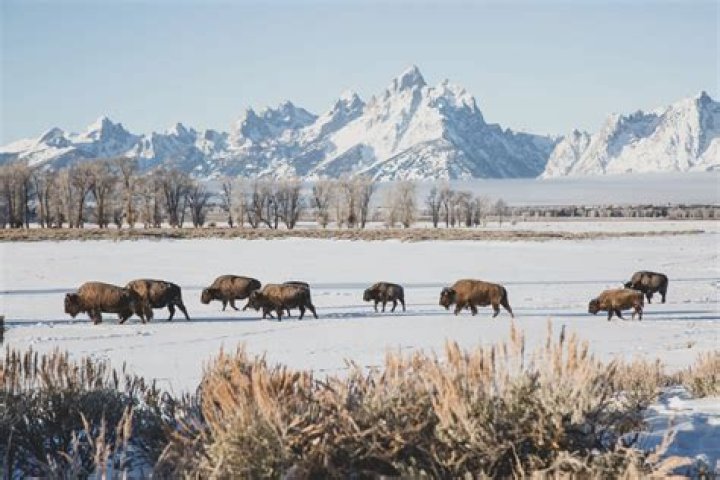 What is so special about Jackson Hole Wyoming?
