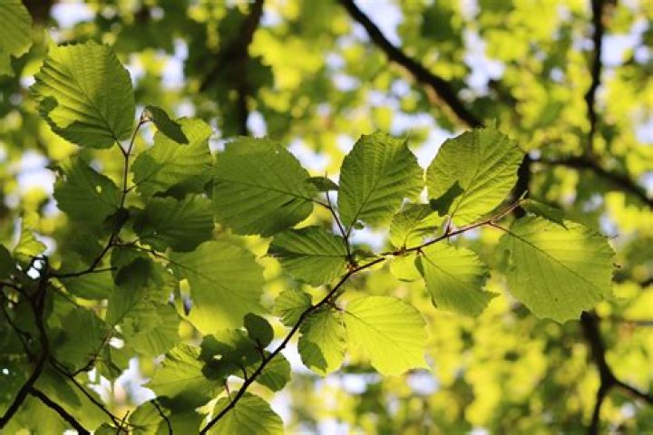 What is spalted Beech?