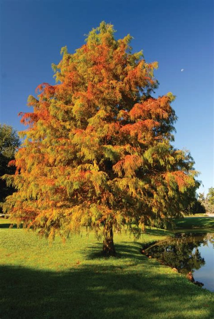 What is special about a cypress tree?