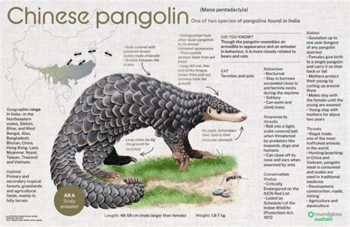 What is special about a pangolin?