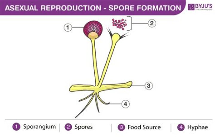 What is spore formation in plants?