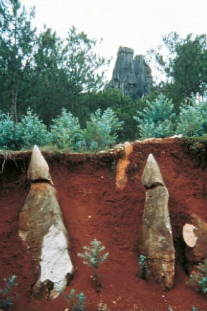 What is Stone Forest known for?